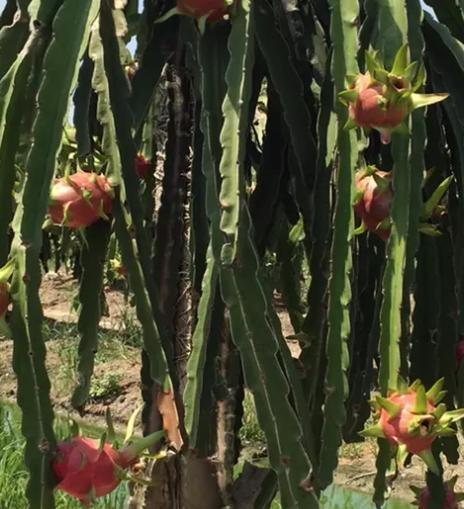 火龙果——多年生植物的魅力（探秘火龙果的生长周期与特点）