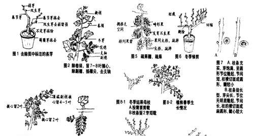 火龙果剪枝修剪技术图解（学会这些技巧）