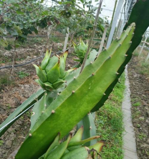 火龙果的种植时间与生长周期（打造高产的火龙果种植基地）