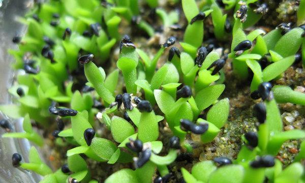 火龙果种子发芽时间及方法（以种植为例）