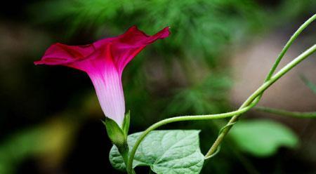 牵牛花的象征意义（探索牵牛花背后的花语和寓意）