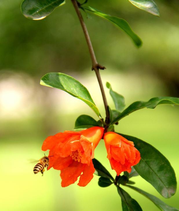 以石榴花代表的生肖（揭秘生肖与石榴花的奇妙联系）