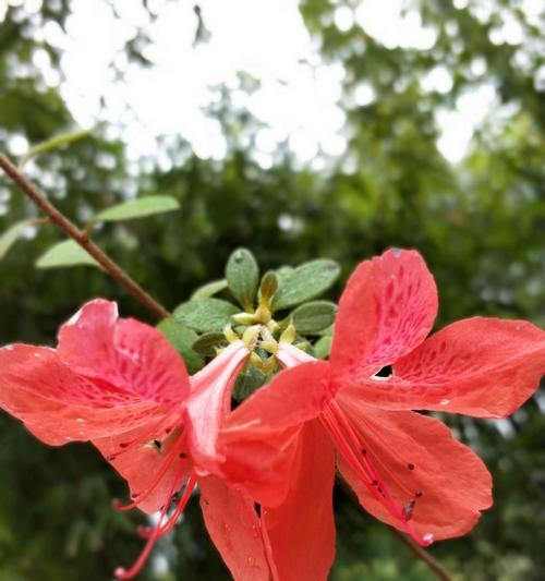 以菊花代表清明节的文化内涵（清明节的花卉象征意义及文化传承）