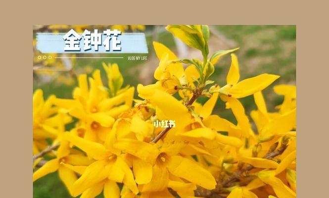 春季花卉种植指南（打造五彩缤纷的花园）