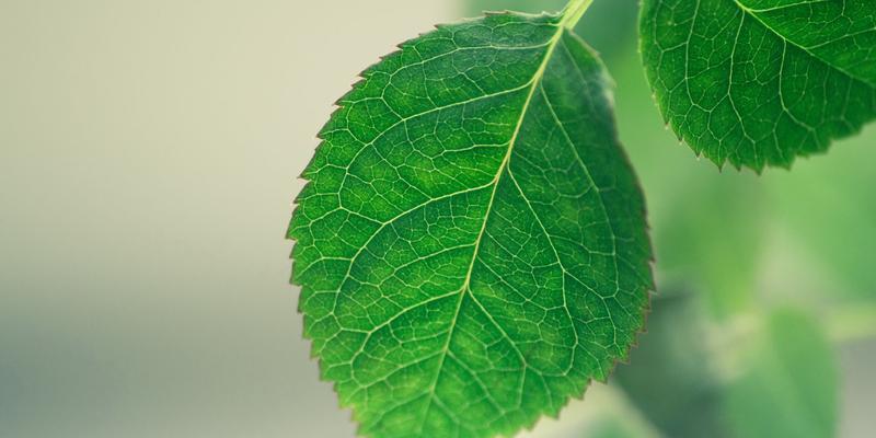 春意盎然，生命勃发——春天生长的植物（探秘春季的绿色奇迹）