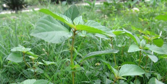 洋葱并非单子叶植物（揭秘洋葱的生物学特性及分类）