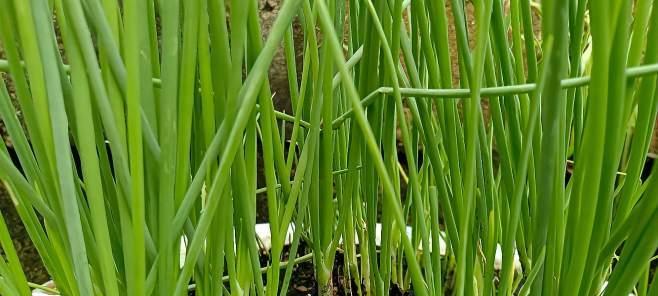 葱的种植月份和技巧（从春季到秋季）