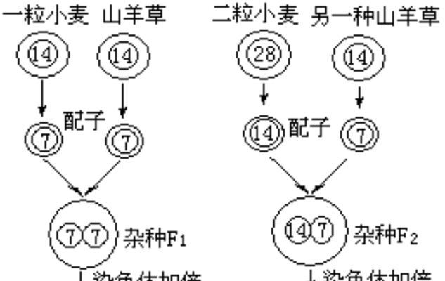 种植大葱的时间和生长周期——春季育秧、秋季丰收