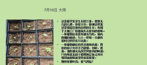 大花蕙兰换盆时间和方法详解（掌握正确的大花蕙兰换盆技巧）