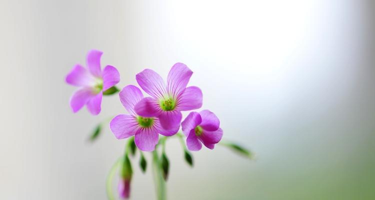 醡浆草花语，传递自由和坚韧（自由挥洒）