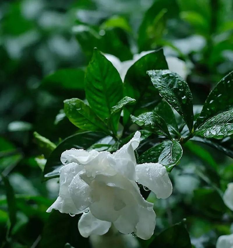 栀子花（探寻栀子花的花语与魅力）