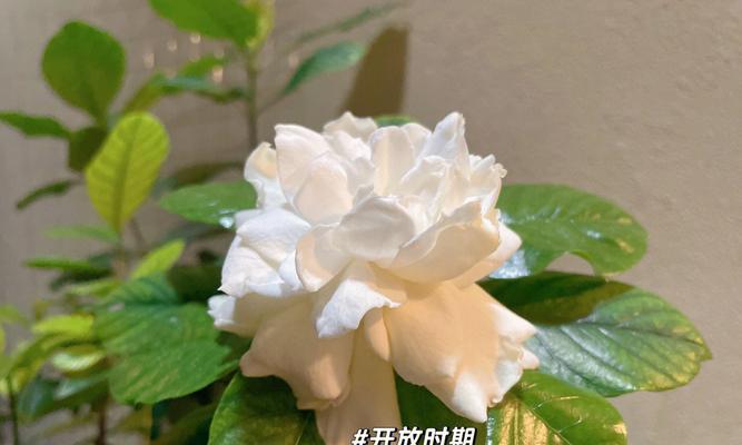 栀子花花语之养护与技巧（以栀子花花语怎么养为主题的全面指南）