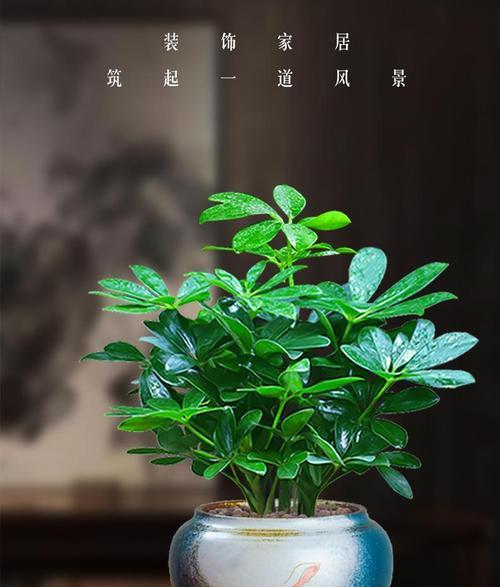 八方来财树开花的含义解析（财运亨通的预兆与象征）