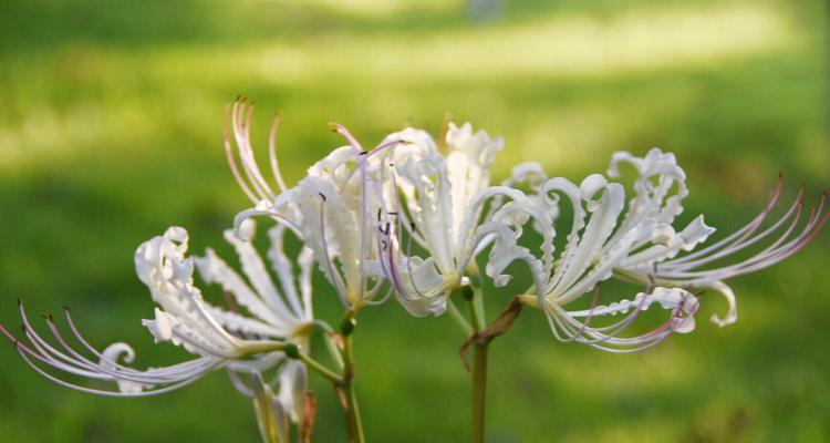 白彼岸花的寓意与象征（花开无声）