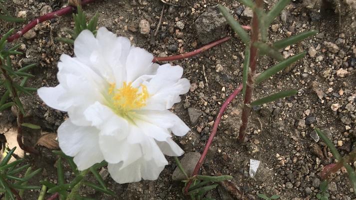 白太阳花的美丽与意义（一朵代表纯洁与希望的花朵）