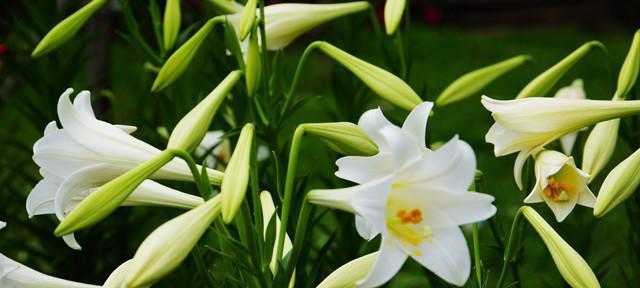 百合花的寓意与花语（用百合花向心中的人传递真挚情感和美好祝福）