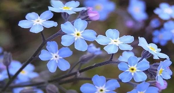 爱情的花——用花花语表达爱情的情感（花开盛世）