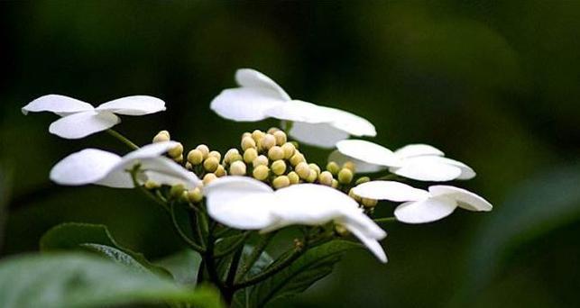 惆怅之花（以花语诠释人间情愁的美丽花朵）