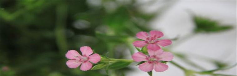 相思的花（相思花的花语与象征）