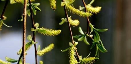 柳树开花的季节和习性（一年四季）