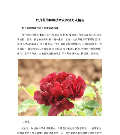 六出花的养殖方法和注意事项（打造绚丽花境从六出花开始）