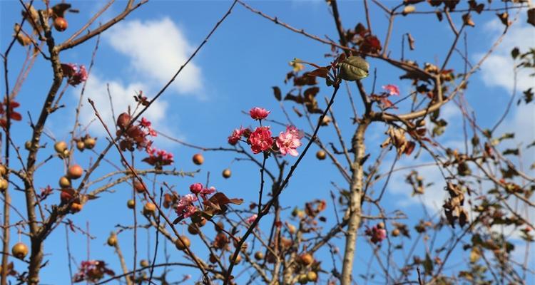 盛夏六月，花香弥漫——六月开花的树种介绍（探寻盛夏花海）