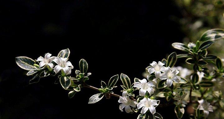 养殖六月雪，让你享受开花的美丽（从养护到开花）