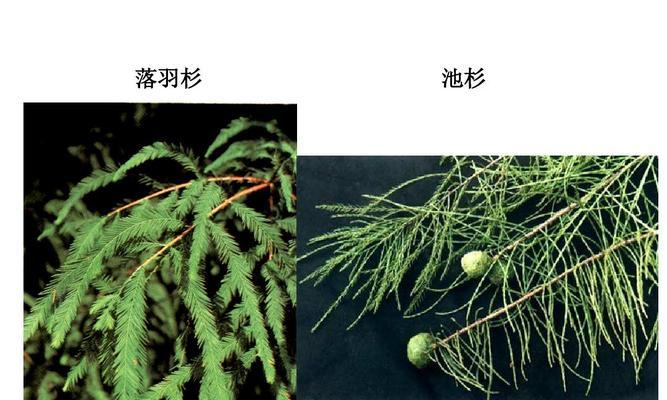 龙柏（探究龙柏作为裸子植物的特殊之处）