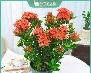 龙船花是一年生还是多年生（探究龙船花的生命周期和特点）