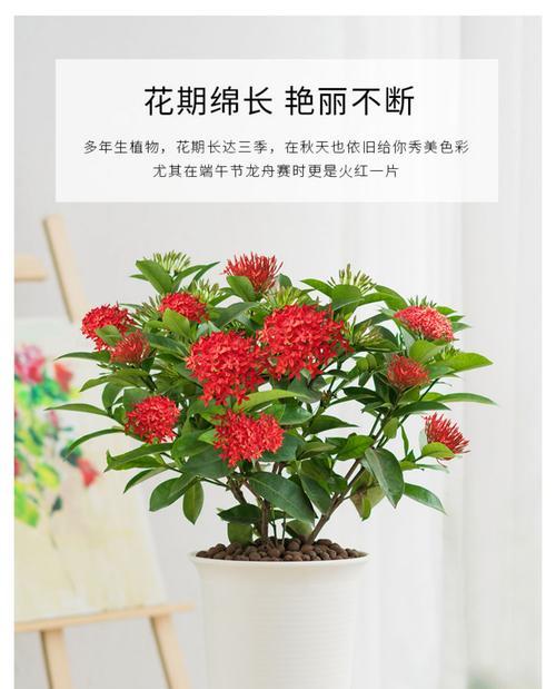 龙船花的盆栽容器选择（是大盆还是小盆更适合种植龙船花）