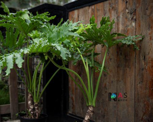 如何选择适合龙缸的植物（打造绿色生态玻璃缸）