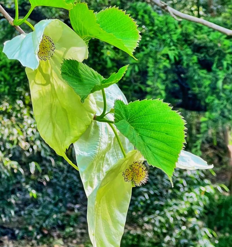 龙骨风（保护珍稀植物）