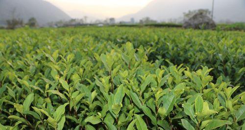 明前龙井采摘时间和收获季节（探秘龙井采摘的时间节点及其对茶叶品质的影响）