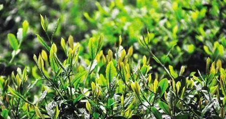 探秘龙井茶的采摘与收获季节（从春季到秋季）