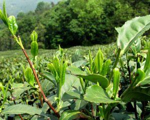 龙井茶的故乡——杭州（探寻龙井茶的起源）