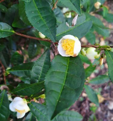 龙井茶树开花的奥秘（了解龙井茶树的开花过程及特征）