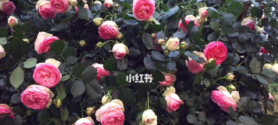 龙沙宝石花开放时间是什么时候（探寻宝石花开放的奥秘）