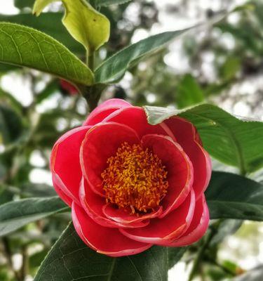 白色山茶花的花语——美丽与纯洁（探索白色山茶花所传递的花言巧语）