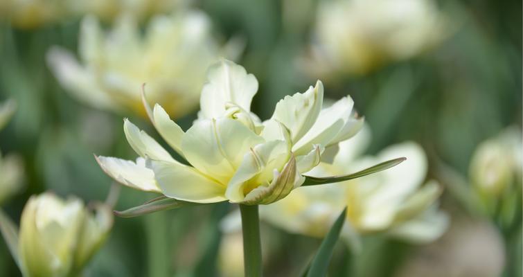 白色郁金香花语——纯洁与希望（揭开白色郁金香花语的秘密）