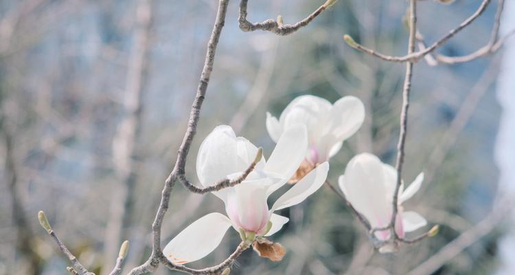 白玉兰花的寓意与象征（探究白玉兰花的花语及文化内涵）