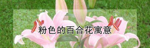 百合花语的意义与传承（深入探索百合花语的历史渊源与象征意义）