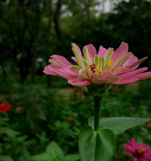 百日菊的花语与意义（探寻百日菊背后的深意）