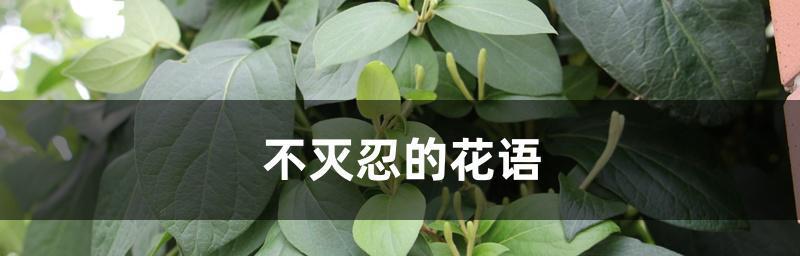 《花开语心——探寻比较特殊的花语》（解读花之言语）