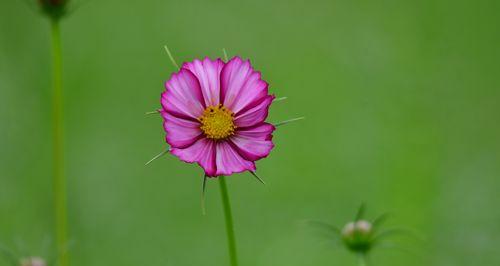 以波斯菊的花语波斯菊的传说（探寻波斯菊的秘密花语）