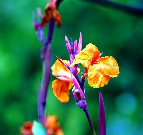 菖蒲花花语之美丽与纯洁（倾诉心声的菖蒲花）