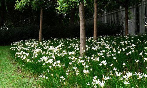 葱兰花的花语与意义（葱兰花的美丽绽放及其背后的隐含寓意）