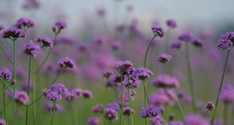 大波斯菊花的深意（花开在秋天）