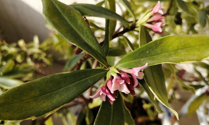 瑞香花的开放时间和保养技巧（了解瑞香花期）