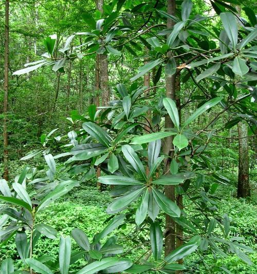 润楠是裸子植物吗（科学家的研究成果）