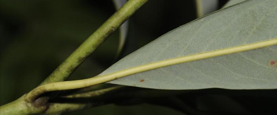 润楠是裸子植物吗（科学家的研究成果）